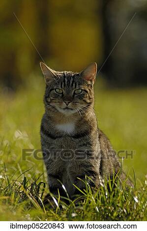 Tabby house cat in a meadow View Large Photo Image Stock Image - Tabby house cat in a meadow. Fotosearch