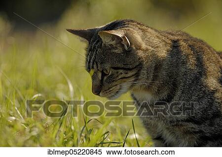 Tabby house cat in a meadow View Large Photo Image Stock Photography - Tabby house cat in a meadow. Fotosearch