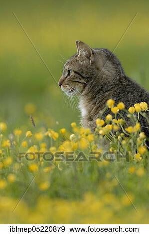 Tabby house cat in flowering meadow View Large Photo Image Stock Photo - Tabby house cat in flowering meadow. Fotosearch