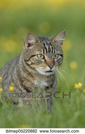 Tabby house cat in meadow View Large Photo Image Stock Image - Tabby house cat in meadow. Fotosearch