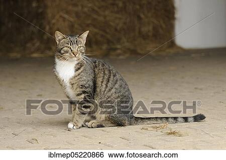 Stock Photograph - Tabby house cat in stable entrance. Fotosearch