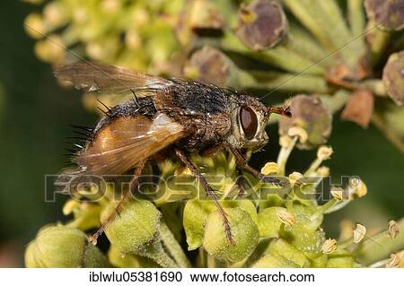 Tachina fera (Tachina fera) View Large Photo Image Stock Image - Tachina fera (Tachina fera). Fotosearch