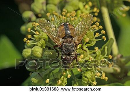 Stock Photo - Tachina fera (Tachina fera). Fotosearch