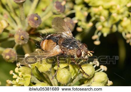 Tachina fera (Tachina fera) View Large Photo Image Stock Photo - Tachina fera (Tachina fera). Fotosearch