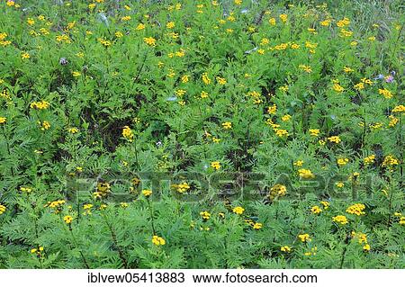 Tansy (Tanacetum vulgare), Upper Danube nature park Park, Baden-Württemberg, Buchhalde, Germany, Europe View Large Photo Image Stock Image - Tansy (Tanacetum vulgare), Upper Danube nature park Park, Baden-Württemberg, Buchhalde, Germany, Europe. Fotosearch