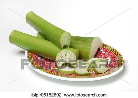Taroleaf stalks on plates, carrot root, coco-yam (Colocasia esculenta) Kalo, Taioba, Eddo, Eddoe, Eddro, Dasheen View Large Photo Image Stock Image - Taroleaf stalks on plates, carrot root, coco-yam (Colocasia esculenta) Kalo, Taioba, Eddo, Eddoe, Eddro, Dasheen. Fotosearch