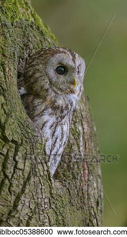 Tawny owl, Strix aluco, Germany, Europe View Large Photo Image Stock Image - Tawny owl, Strix aluco, Germany, Europe. Fotosearch