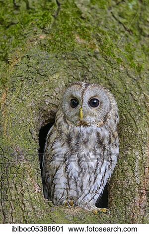 Tawny owl, Strix aluco, Germany, Europe View Large Photo Image Stock Image - Tawny owl, Strix aluco, Germany, Europe. Fotosearch