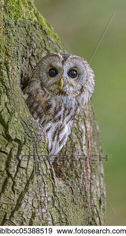 Tawny owl, Strix aluco, Germany, Europe View Large Photo Image Stock Photo - Tawny owl, Strix aluco, Germany, Europe. Fotosearch
