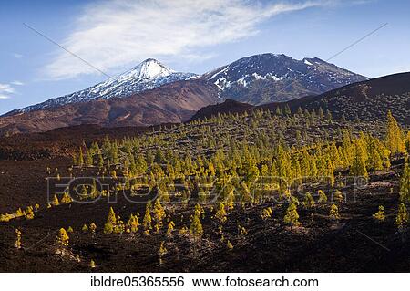 Teide National Park crater landscape, Tenerife, Spain, Europe View Large Photo Image Stock Photograph - Teide National Park crater landscape, Tenerife, Spain, Europe. Fotosearch