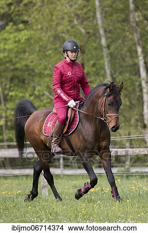Picture - Thoroughbred Arabian stallion ridden on the meadow, Austria, Europe. Fotosearch