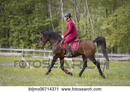 Thoroughbred Arabian stallion ridden on the meadow, Austria, Europe View Large Photo Image Stock Image - Thoroughbred Arabian stallion ridden on the meadow, Austria, Europe. Fotosearch
