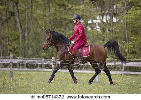 Thoroughbred Arabian stallion ridden on the meadow, Austria, Europe View Large Photo Image Stock Image - Thoroughbred Arabian stallion ridden on the meadow, Austria, Europe. Fotosearch