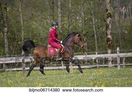 Thoroughbred Arabian stallion ridden on the meadow, Austria, Europe View Large Photo Image Stock Image - Thoroughbred Arabian stallion ridden on the meadow, Austria, Europe. Fotosearch