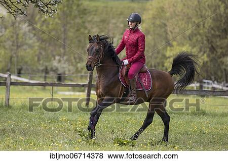 Thoroughbred Arabian stallion ridden on the meadow, Austria, Europe View Large Photo Image Stock Photo - Thoroughbred Arabian stallion ridden on the meadow, Austria, Europe. Fotosearch