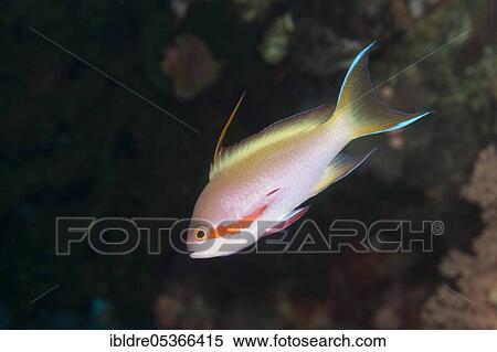 Threadfin anthias (Pseudanthias huchtii), Florida Islands, Solomon Islands, Oceania View Large Photo Image Stock Photography - Threadfin anthias (Pseudanthias huchtii), Florida Islands, Solomon Islands, Oceania. Fotosearch