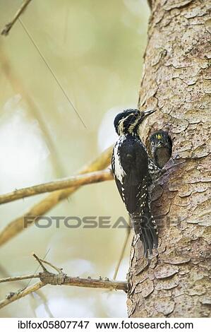 Stock Photo - Three-toed Woodpecker (Picoides tridactylus), female with food in her beak and young bird looking out of tree hole, Tyrol, Austria, Europe. Fotosearch