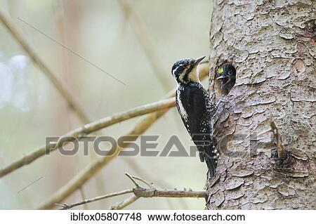 Three-toed Woodpecker (Picoides tridactylus), female and young bird calling from tree hole, Tyrol, Austria, Europe View Large Photo Image Stock Photo - Three-toed Woodpecker (Picoides tridactylus), female and young bird calling from tree hole, Tyrol, Austria, Europe. Fotosearch