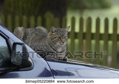 Tigered hangover on bonnet View Large Photo Image Picture - Tigered hangover on bonnet. Fotosearch