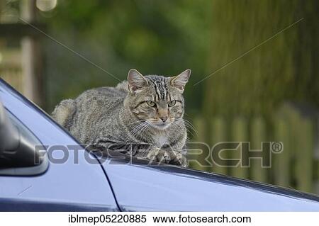 Tigered hangover on bonnet View Large Photo Image Stock Photography - Tigered hangover on bonnet. Fotosearch