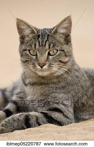 Tigered house cat lies in the sand View Large Photo Image Stock Photo - Tigered house cat lies in the sand. Fotosearch