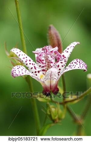 Toad Lily ( Tricyrtis hirta x formosana) View Large Photo Image Stock Image - Toad Lily ( Tricyrtis hirta x formosana). Fotosearch