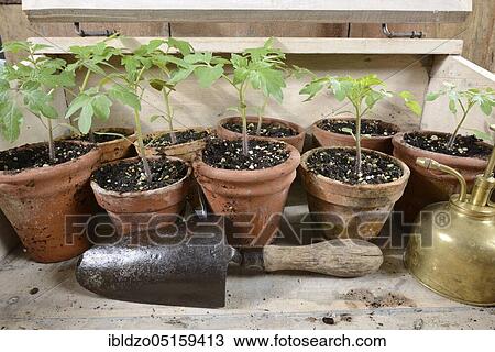 Tomatoes (Solanum lycopersicum), shovel View Large Photo Image Stock Image - Tomatoes (Solanum lycopersicum), shovel. Fotosearch