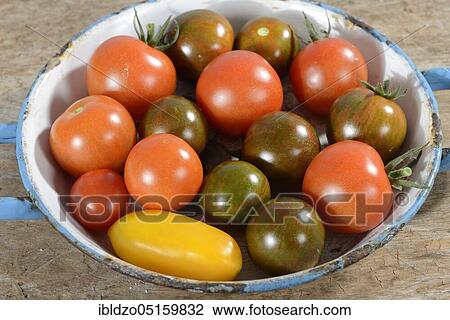 Tomatoes (Solanum lycopersicum) View Large Photo Image Stock Image - Tomatoes (Solanum lycopersicum). Fotosearch