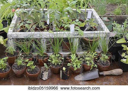 Tomatoes (Solanum lycopersicum), parsley (Petroselinum crispum), chives, zucchini (Anethum graveolens) (Cucurbita pepo) View Large Photo Image Stock Photograph - Tomatoes (Solanum lycopersicum), parsley (Petroselinum crispum), chives, zucchini (Anethum graveolens) (Cucurbita pepo). Fotosearch