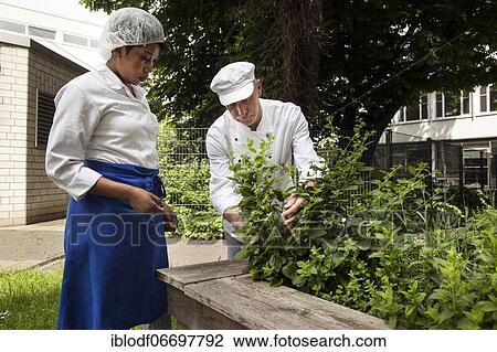 Training in the canteen kitchen of a vocational college, trainees manage the herb garden with kitchen herbs, Düsseldorf, Germany, Europe View Large Photo Image Stock Image - Training in the canteen kitchen of a vocational college, trainees manage the herb garden with kitchen herbs, Düsseldorf, Germany, Europe. Fotosearch
