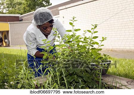 Training in the canteen kitchen of a vocational college, trainees manage the herb garden with kitchen herbs, Düsseldorf, Germany, Europe View Large Photo Image Stock Photography - Training in the canteen kitchen of a vocational college, trainees manage the herb garden with kitchen herbs, Düsseldorf, Germany, Europe. Fotosearch
