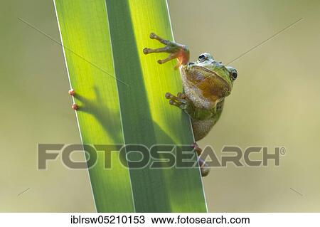 Stock Image - Tree frog (Hyla arborea), Lower Saxony, Germany, Europe. Fotosearch