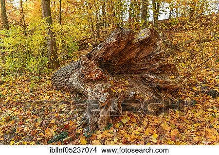 Tree stump, Autumn forest, Grunewald, Berlin, Germany, Europe View Large Photo Image Picture - Tree stump, Autumn forest, Grunewald, Berlin, Germany, Europe. Fotosearch