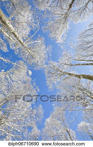 Stock Image - Tree tops of deep snow covered beech forest against blue sky in Neuchâtel Jura, winter, Switzerland, Europe. Fotosearch