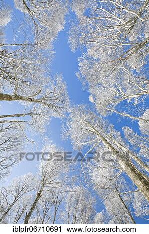 Tree tops of deep snow covered beech forest against blue sky in Neuchâtel Jura, winter, Switzerland, Europe View Large Photo Image Stock Image - Tree tops of deep snow covered beech forest against blue sky in Neuchâtel Jura, winter, Switzerland, Europe. Fotosearch