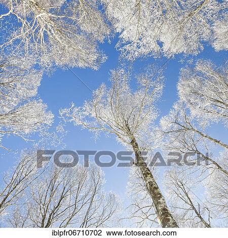 Tree tops of deep snow covered beech forest against blue sky in Neuchâtel Jura, winter, Switzerland, Europe View Large Photo Image Stock Image - Tree tops of deep snow covered beech forest against blue sky in Neuchâtel Jura, winter, Switzerland, Europe. Fotosearch