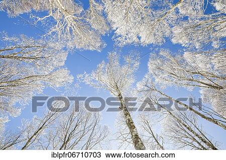 Stock Image - Tree tops of deep snow covered beech forest against blue sky in Neuchâtel Jura, winter, Switzerland, Europe. Fotosearch