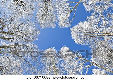 Stock Photo - Tree tops of deep snow covered beech forest against blue sky in Neuchâtel Jura, winter, Switzerland, Europe. Fotosearch