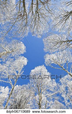 Tree tops of deep snow covered beech forest against blue sky in Neuchâtel Jura, winter, Switzerland, Europe View Large Photo Image Stock Photo - Tree tops of deep snow covered beech forest against blue sky in Neuchâtel Jura, winter, Switzerland, Europe. Fotosearch