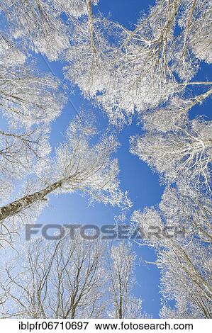 Tree tops of deep snow covered beech forest against blue sky in Neuchâtel Jura, winter, Switzerland, Europe View Large Photo Image Stock Photo - Tree tops of deep snow covered beech forest against blue sky in Neuchâtel Jura, winter, Switzerland, Europe. Fotosearch