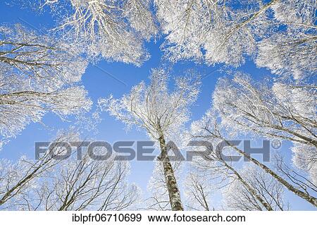Stock Photo - Tree tops of deep snow covered beech forest against blue sky in Neuchâtel Jura, winter, Switzerland, Europe. Fotosearch