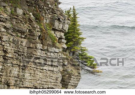 Trees growing on cliffs, Forillon National Park, Quebec, Canada, North America View Large Photo Image Picture - Trees growing on cliffs, Forillon National Park, Quebec, Canada, North America. Fotosearch