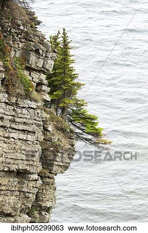 Trees growing on cliffs, Forillon National Park, Quebec, Canada, North America View Large Photo Image Stock Image - Trees growing on cliffs, Forillon National Park, Quebec, Canada, North America. Fotosearch