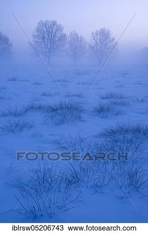 Stock Image - Trees on a foggy winter morning, Oldenburger Münsterland, Lower Saxony, Germany, Europe. Fotosearch