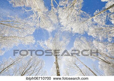 Treetops of deeply snow-covered beech forest in front of blue sky with falling hoarfrost in Neuchâtel Jura, winter, Switzerland, Europe View Large Photo Image Stock Image - Treetops of deeply snow-covered beech forest in front of blue sky with falling hoarfrost in Neuchâtel Jura, winter, Switzerland, Europe. Fotosearch