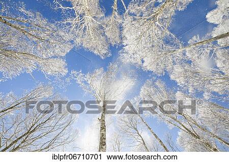 Stock Image - Treetops of deeply snow-covered beech forest in front of blue sky with falling hoarfrost in Neuchâtel Jura, winter, Switzerland, Europe. Fotosearch