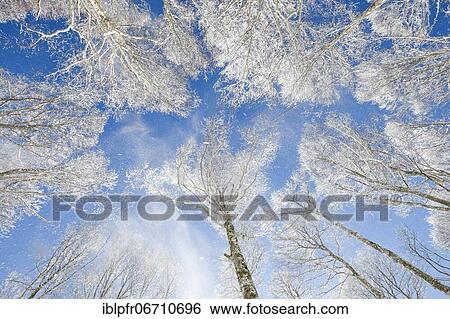 Stock Photograph - Treetops of deeply snow-covered beech forest in front of blue sky with falling hoarfrost in Neuchâtel Jura, winter, Switzerland, Europe. Fotosearch