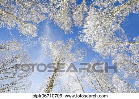 Stock Photograph - Treetops of deeply snow-covered beech forest in front of blue sky with falling hoarfrost in Neuchâtel Jura, winter, Switzerland, Europe. Fotosearch