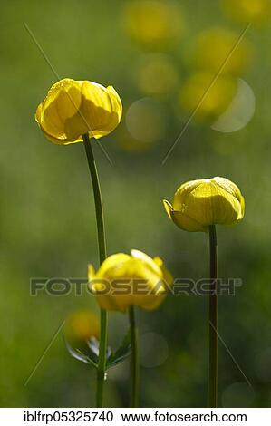 Troll flower, Trollius europaeus, Switzerland, Europe View Large Photo Image Stock Image - Troll flower, Trollius europaeus, Switzerland, Europe. Fotosearch