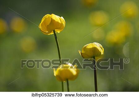 Stock Photo - Troll flower, Trollius europaeus, Switzerland, Europe. Fotosearch